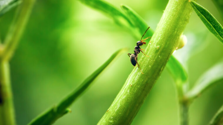 Ameisen im Haus und Garten – muss man sie wirklich bekämpfen Ein differenzierter Blick auf das Leben der Ameisen und den Umgang mit ihnen
