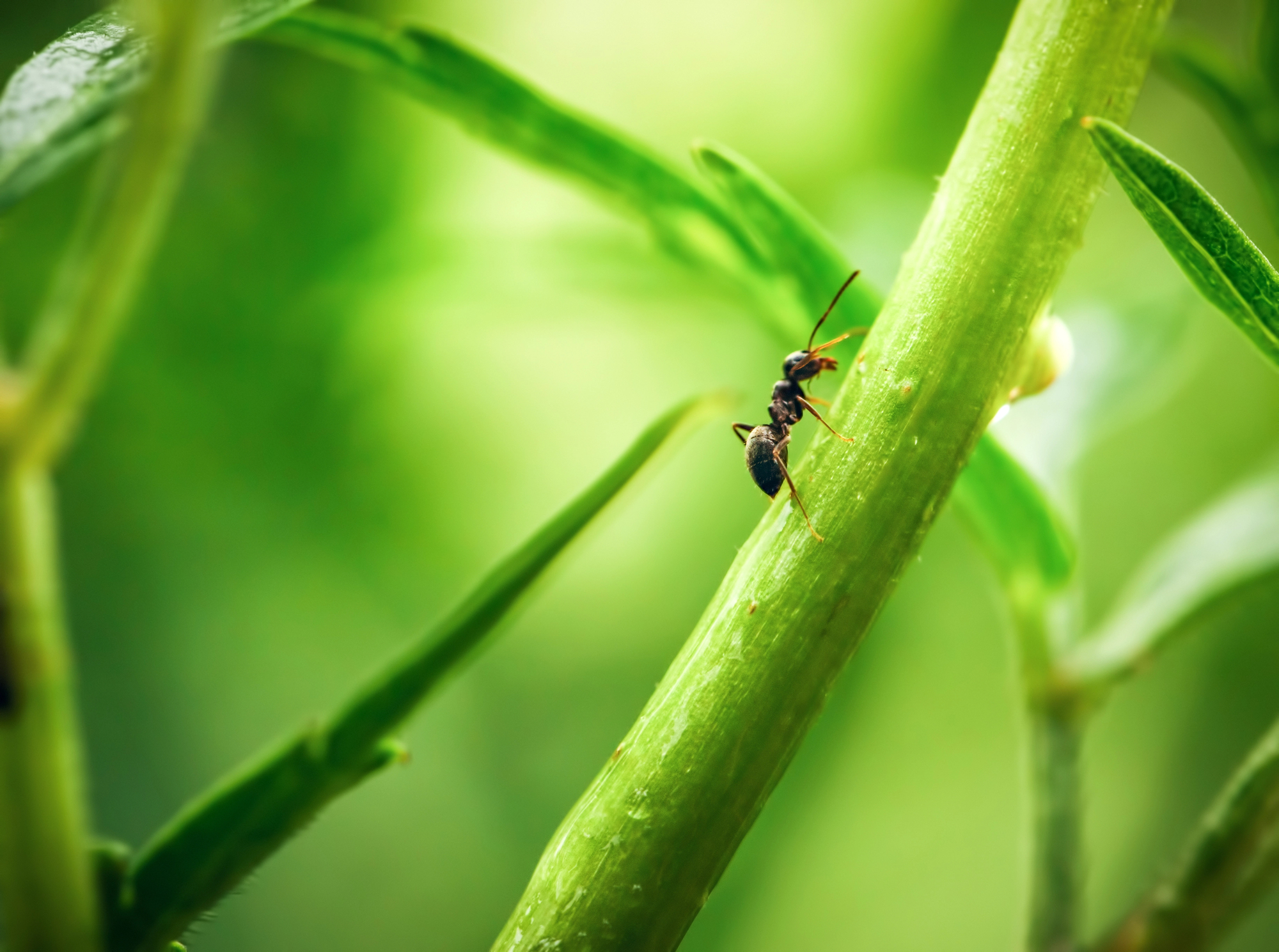 Ameisen im Haus und Garten – muss man sie wirklich bekämpfen Ein differenzierter Blick auf das Leben der Ameisen und den Umgang mit ihnen
